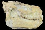 Fossil Oreodont (Merycoidodon) Skull - Wyoming #134347-7